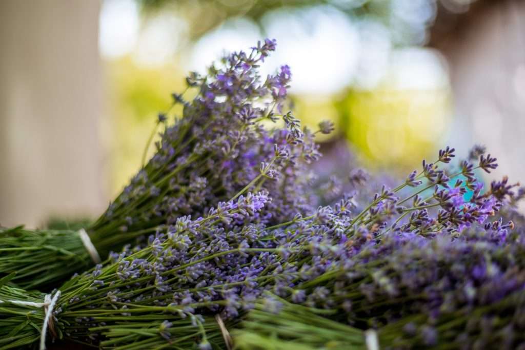 The Lavender Maiden