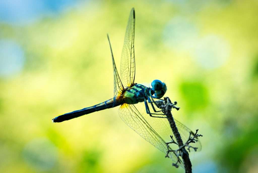 Dance of the Dragonfly