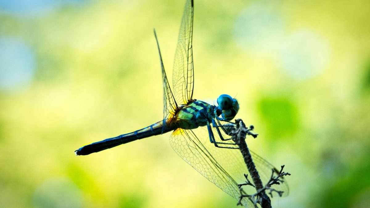 Dance Of The Dragonfly