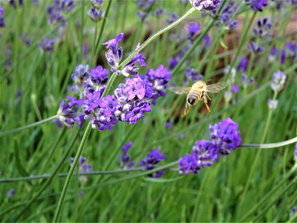 Lavender Bee by Sue Claremont