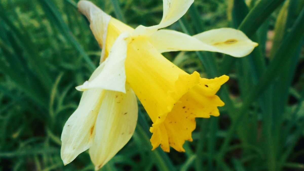 Celebrating Daffodils