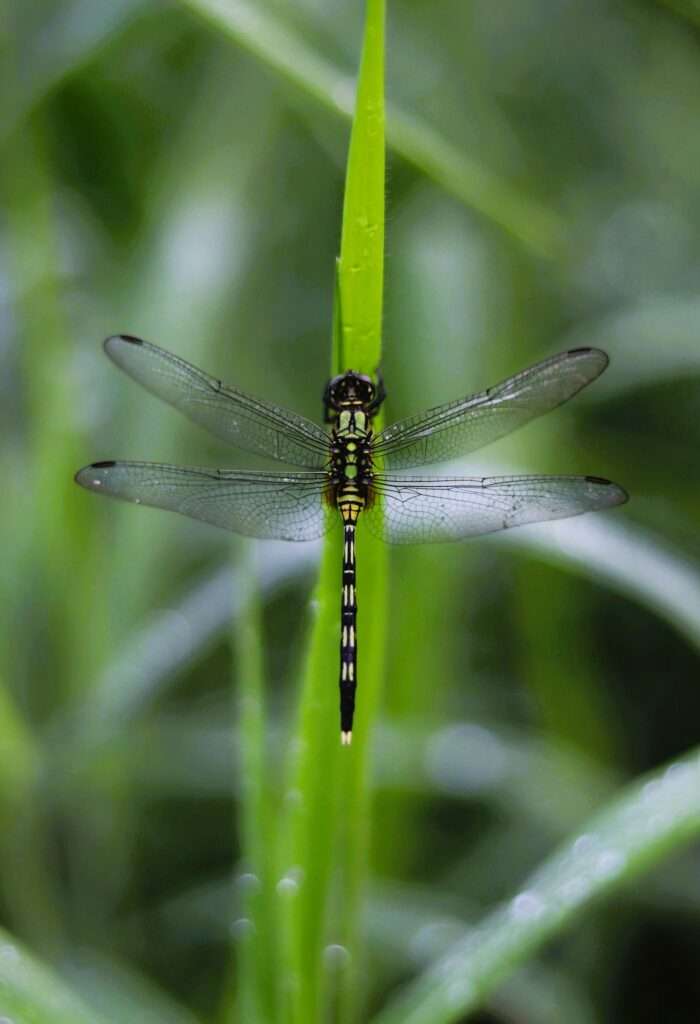 Dance of the Dragonfly link