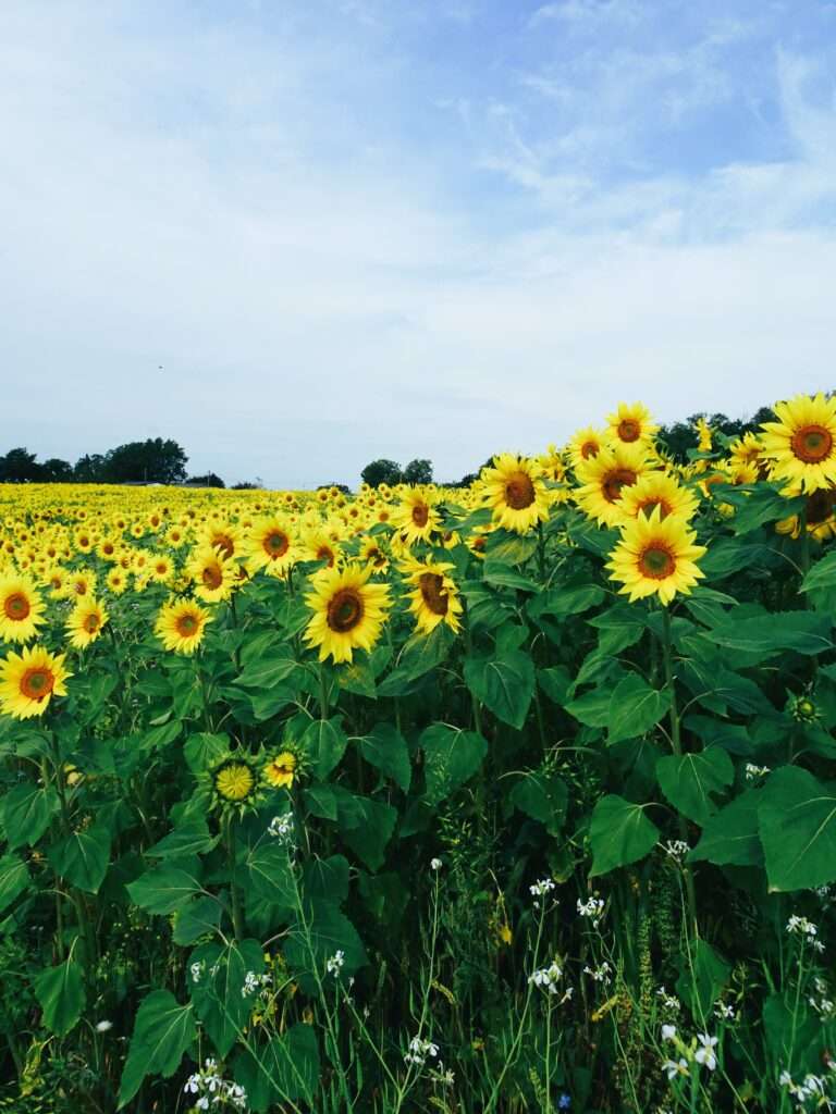 Pretty as a Picture. Sunflowers.