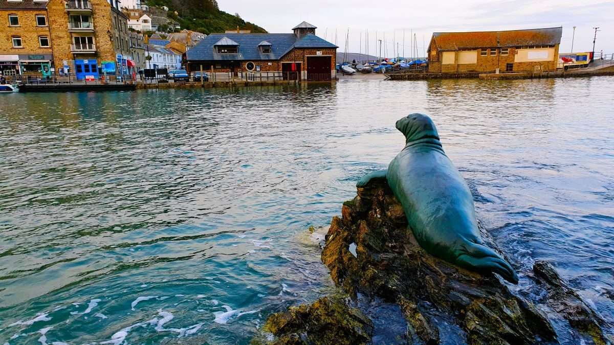 A Seal Called Nelson