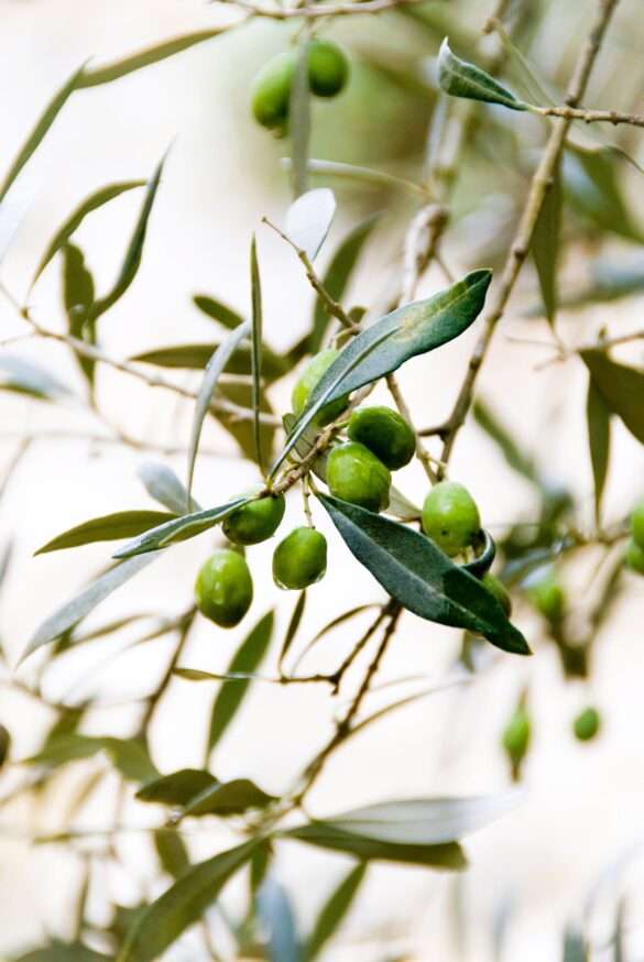Charming Olive Trees