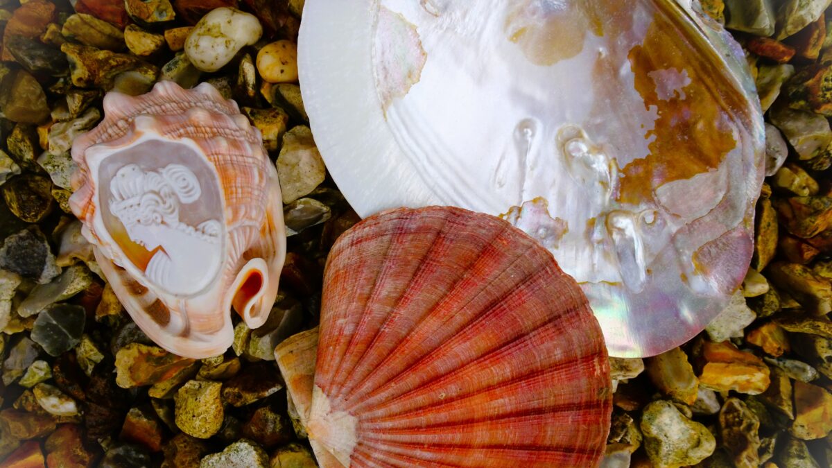 The Gift of Shells