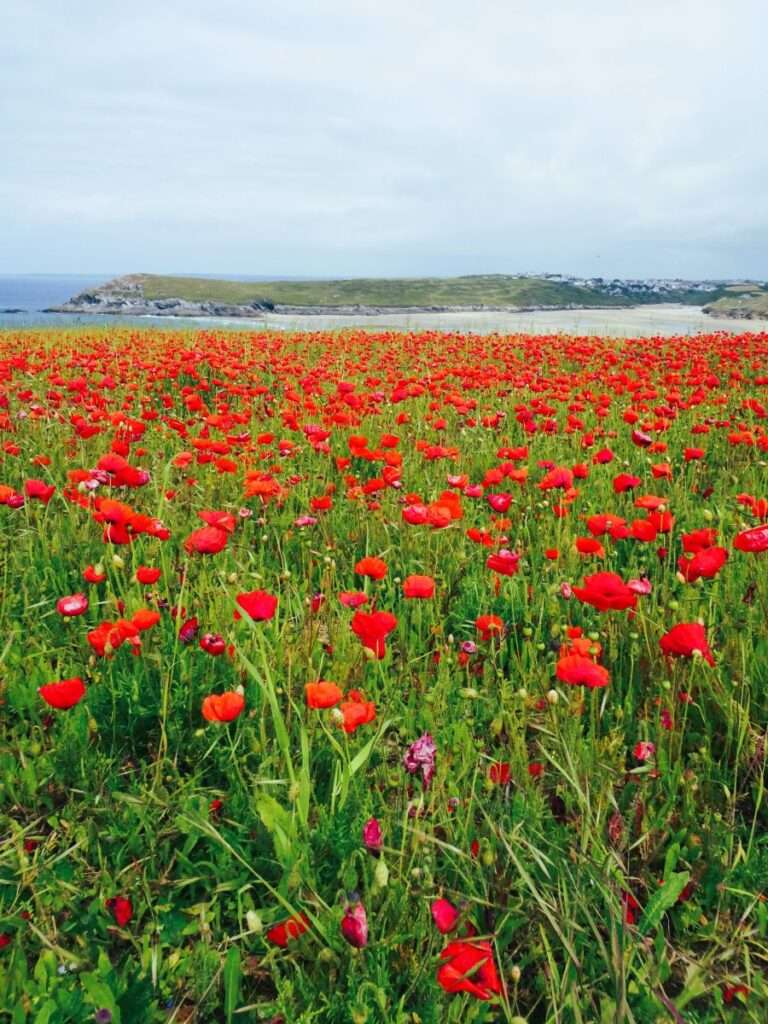 Glorious Poppies