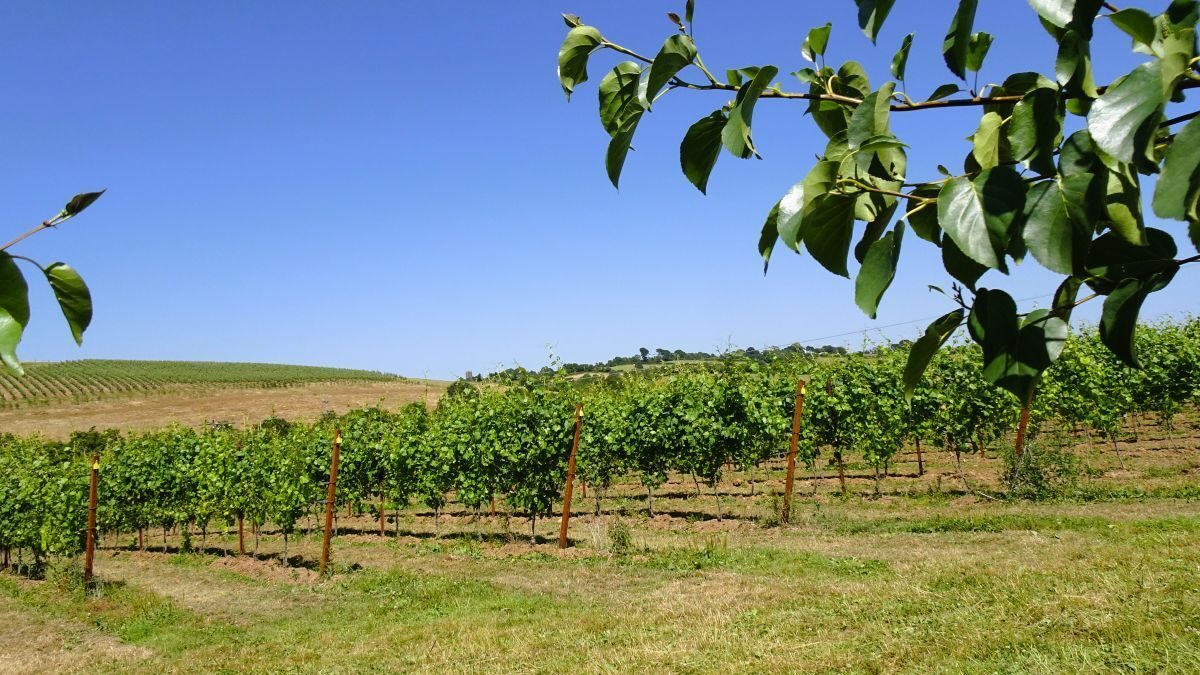 Vineyard Wanderings