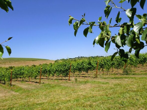 Vineyard Wanderings